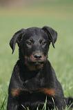 BEAUCERON - PUPPIES 407